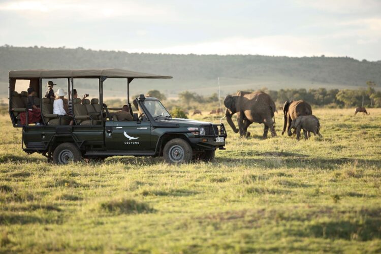  Picture of people in a safari jeep watching elephants. 