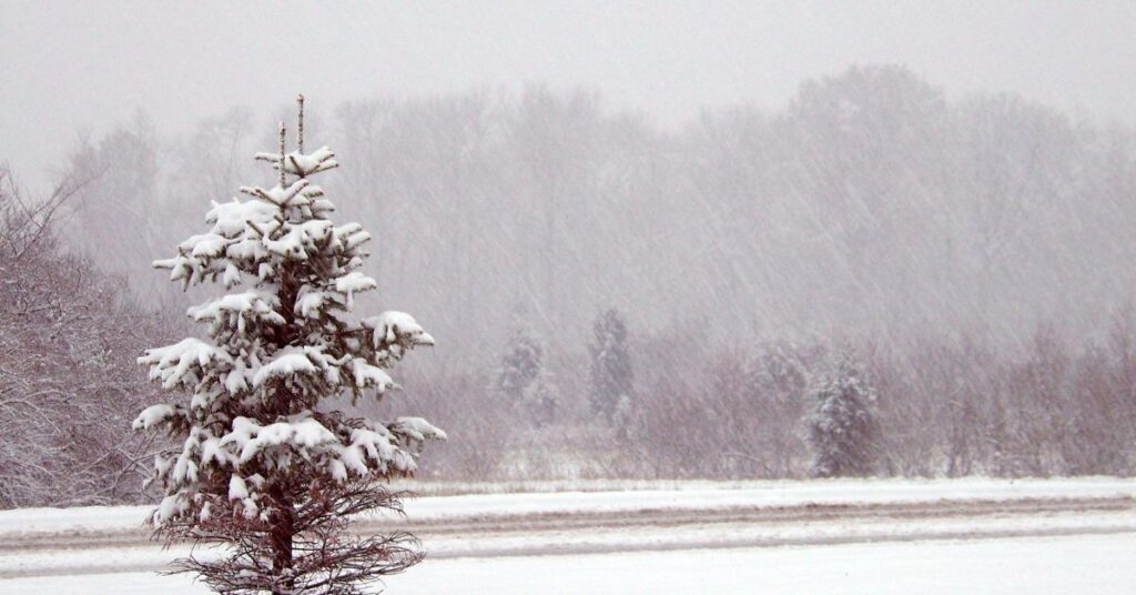 Snowfall & tree covered with snow